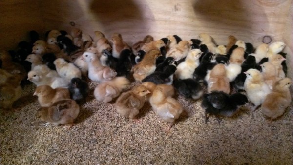 Our 1 week old chickens November 2013 by Yummy Gardens Melbourne