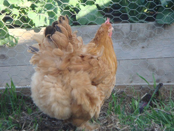 Beautiful buff Cochin hen bred by Yummy Gardens Melbourne