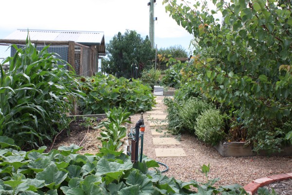 raised vegetable beds by Yummy Gardens Melbourne