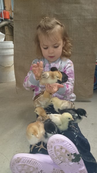 Trinity with baby chickens at Yummy Gardens Melbourne