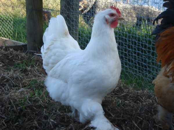 White Cochin hen bred by Yummy Gardens Melbourne