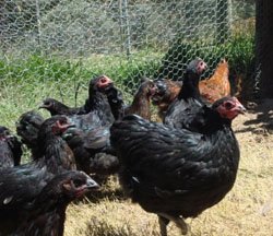 Chicken Breeds Melbourne